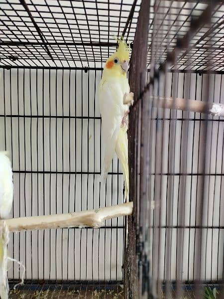 common white cocktail lovebirds for sale 4