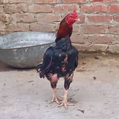 aseel high quality murg