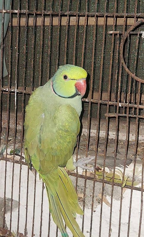 Ringneck Male and female 2