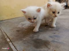 White Triple Coat Persian Pair