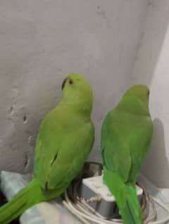 green parrot pair