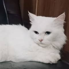 Persian cat