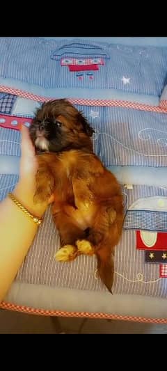 shih'tzu puppy/puppy for sale/shihtzu for sale/toy breed