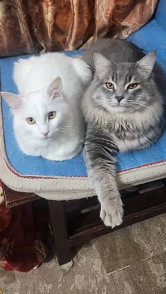 Persian cats male and female  both available