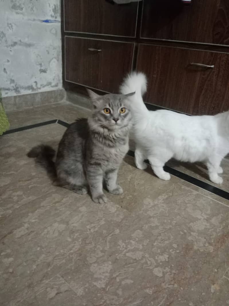 Persian cats male and female  both available 1