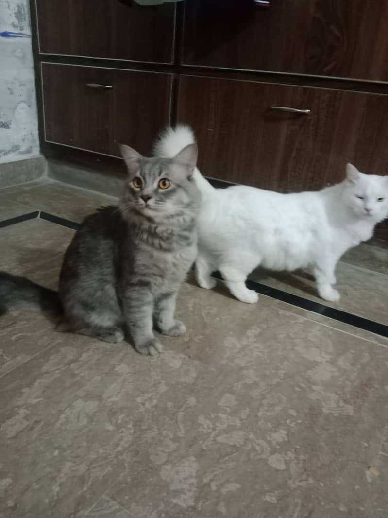 Persian cats male and female  both available 2