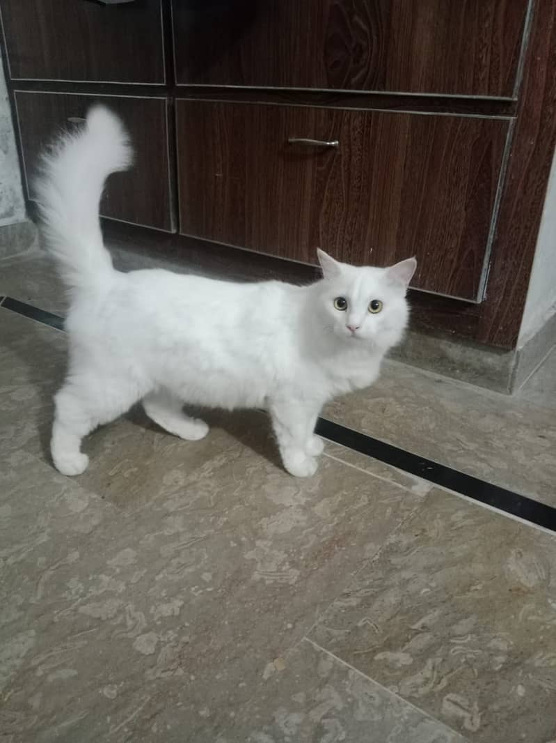 Persian cats male and female  both available 3