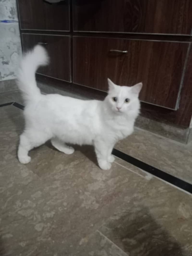 Persian cats male and female  both available 4