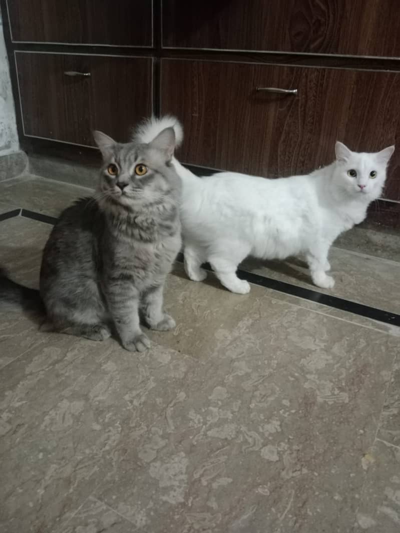 Persian cats male and female  both available 5