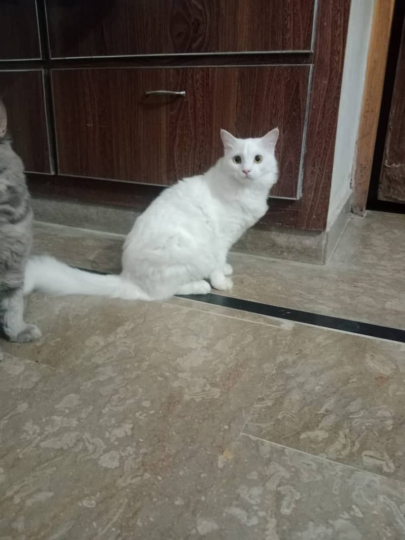 Persian cats male and female  both available 6