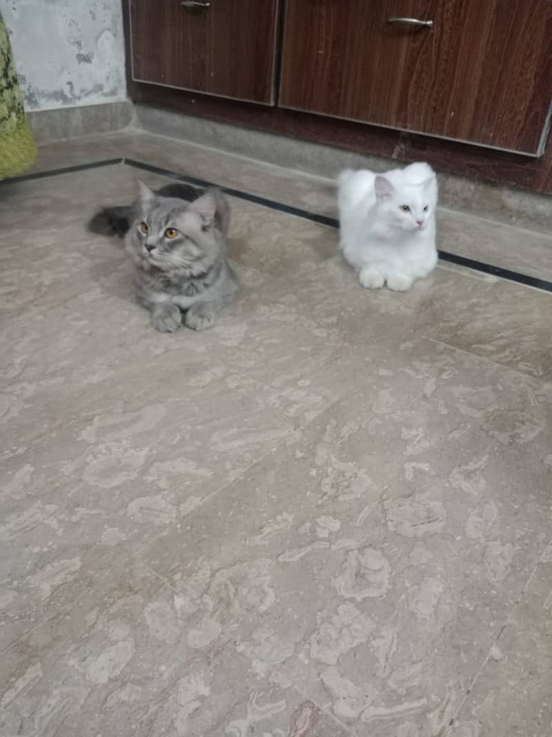 Persian cats male and female  both available 7