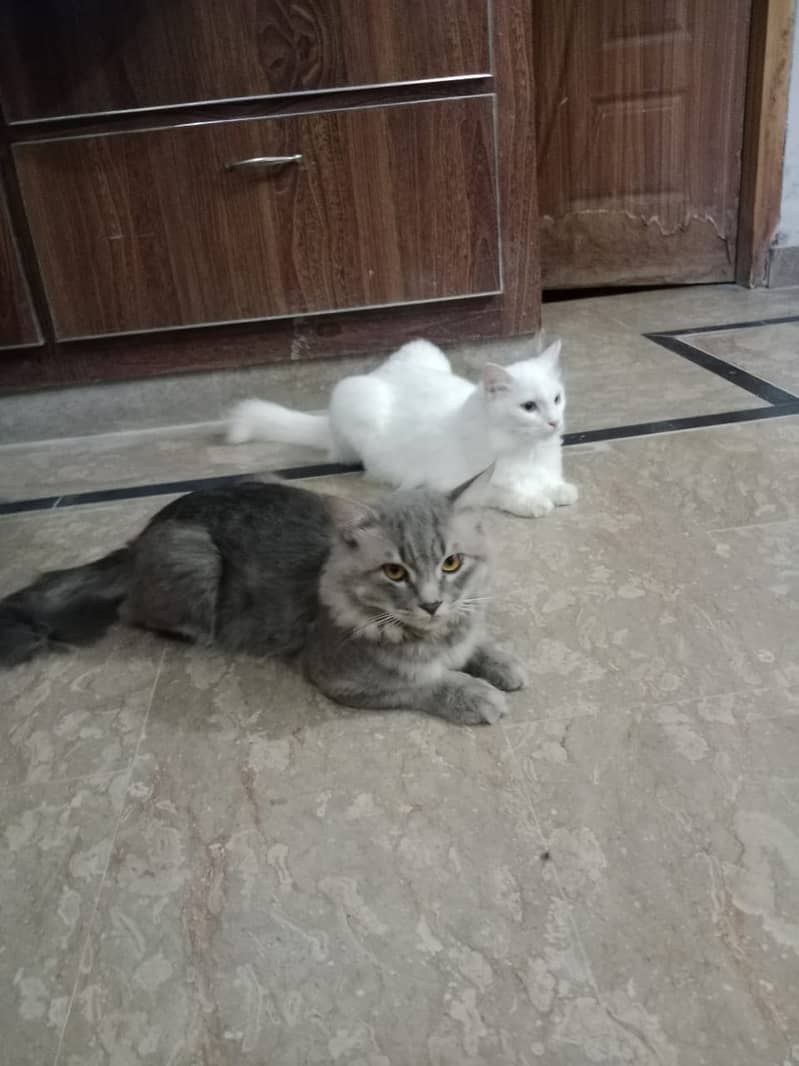 Persian cats male and female  both available 8