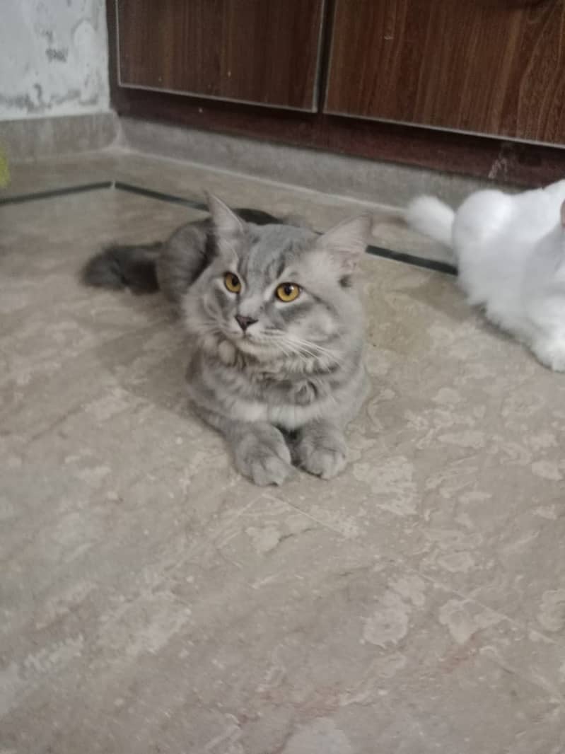 Persian cats male and female  both available 9