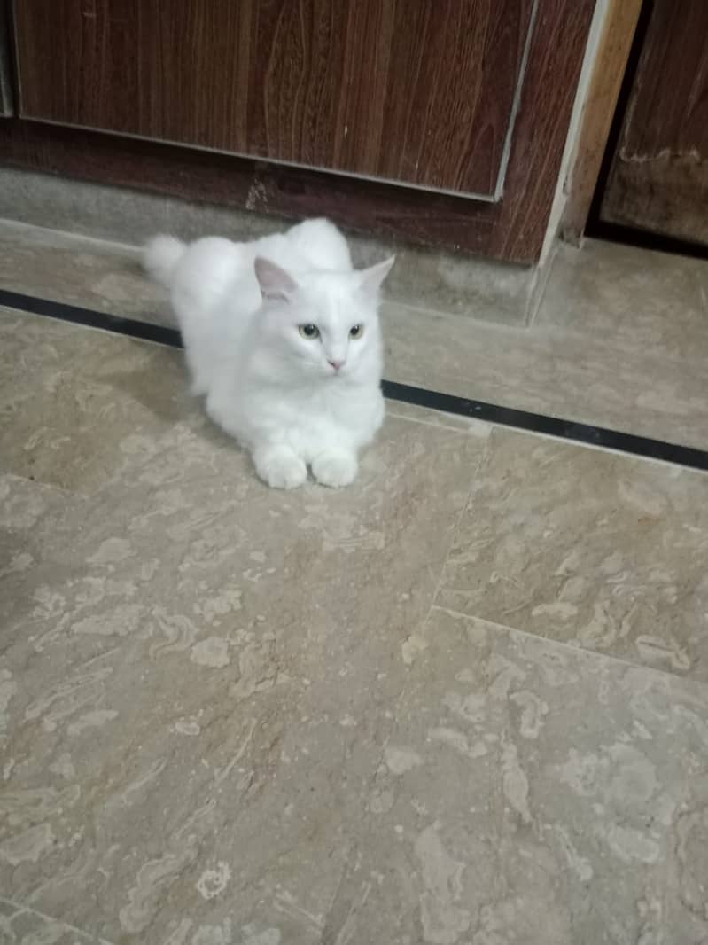 Persian cats male and female  both available 10