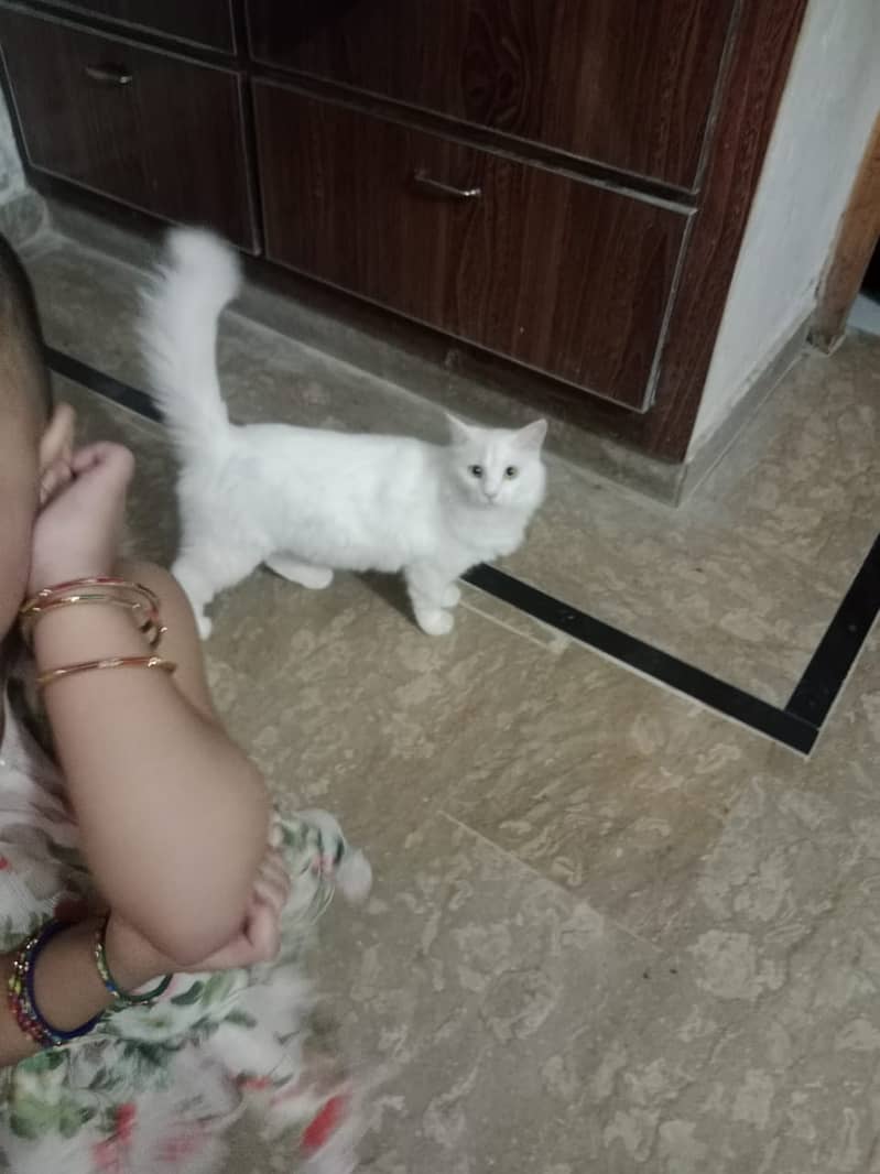 Persian cats male and female  both available 11