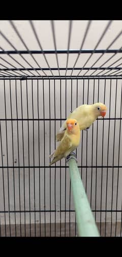 Parblue pastelino first breed pairs parblue split ino 0