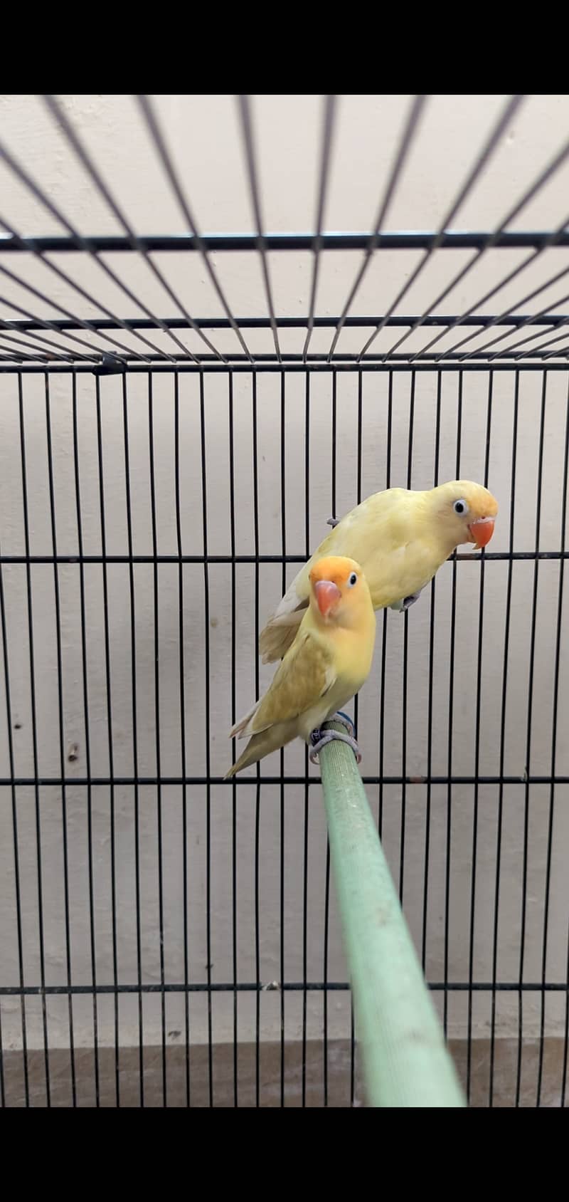 Parblue pastelino (12month) first breed pairs parblue split ino 0