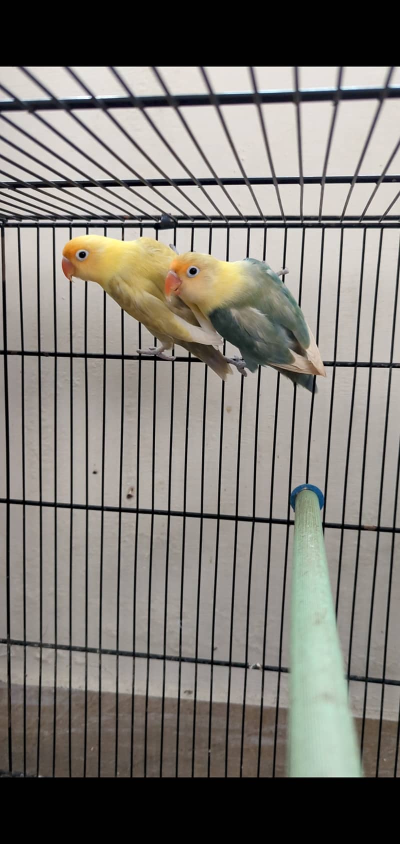 Parblue pastelino first breed pairs parblue split ino 3