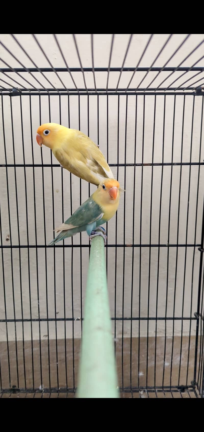 Parblue pastelino (12month) first breed pairs parblue split ino 5