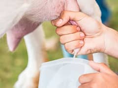 Fresh Goat milk (Bakri ka dhood) 0