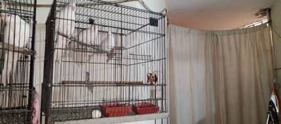 6 cockatiel with 2 cage setup for sale