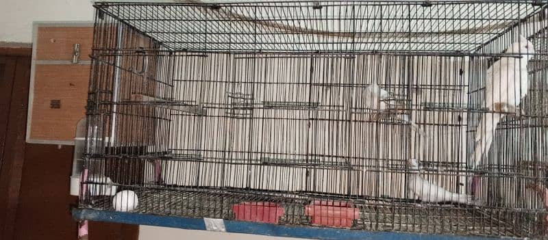 6 cockatiel with 2 cage setup for sale 1