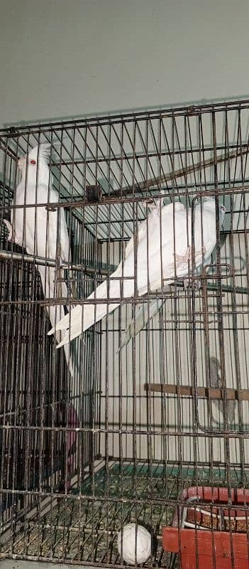 6 cockatiel with 2 cage setup for sale 2