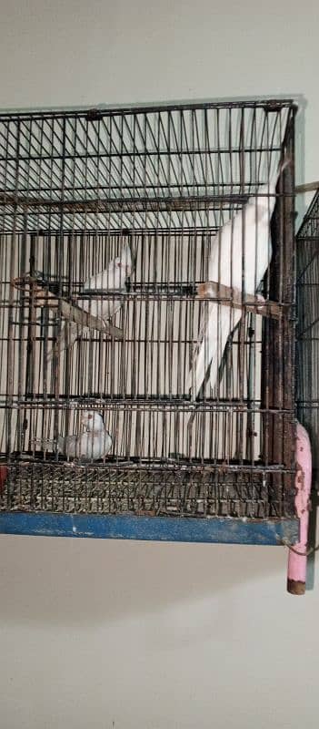 6 cockatiel with 2 cage setup for sale 3