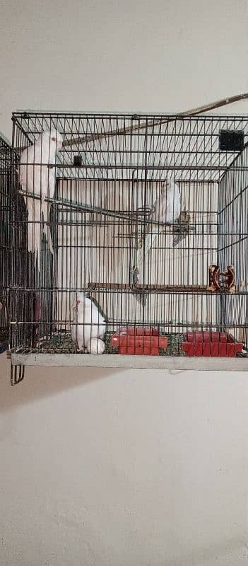 6 cockatiel with 2 cage setup for sale 6