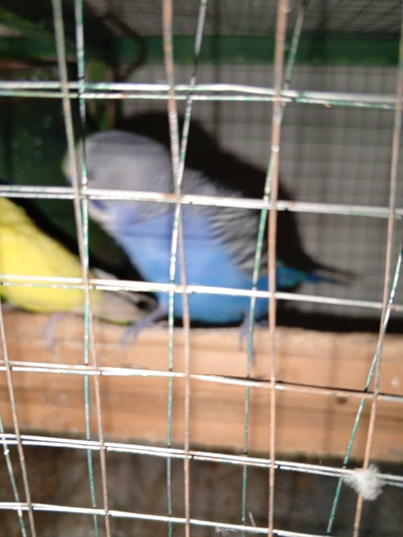 Australian  parrots egg lying pair 1