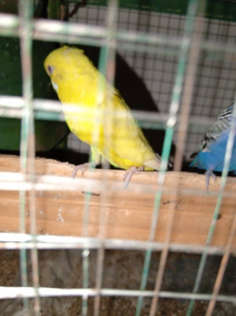 Australian  parrots egg lying pair 3