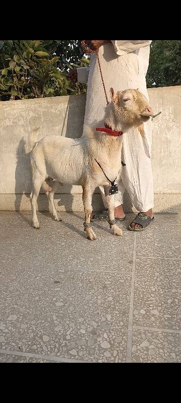 Gulabi Teddy bakra tedda for sale 0