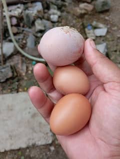 Golden Eggs / Misri Eggs/ Lohmann / Australorp / Layer