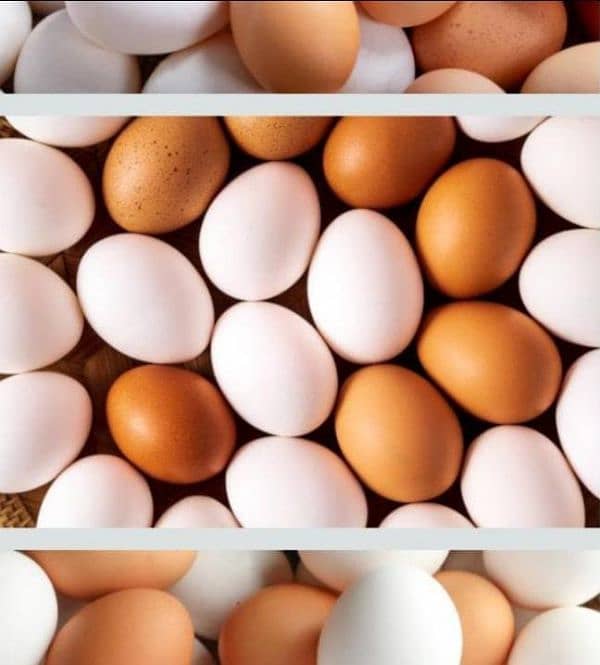 Golden Eggs / Misri Eggs/ Lohmann / Australorp / Layer 1