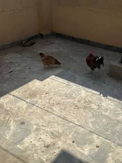 Hens for sale 7 female 1 male. 0