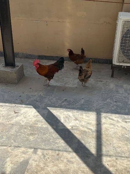 Hens for sale 7 female 1 male. 2