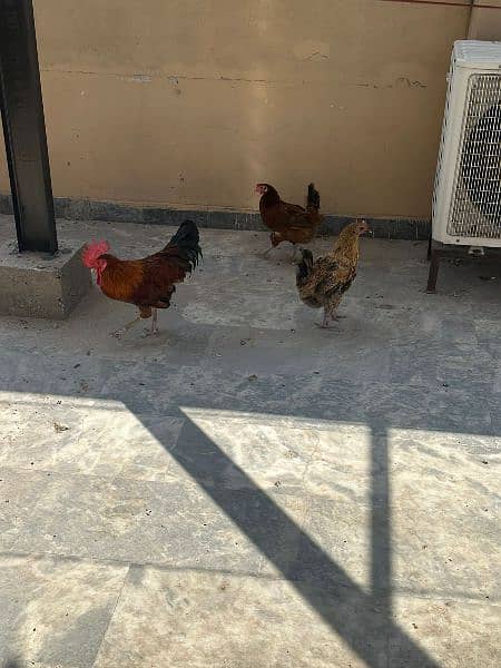 Hens for sale 7 female 1 male. 3