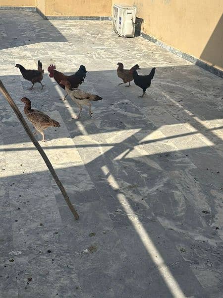 Hens for sale 7 female 1 male. 4