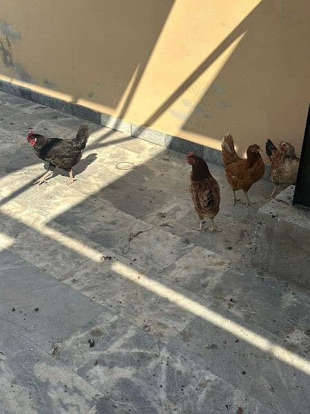 Hens for sale 7 female 1 male. 5