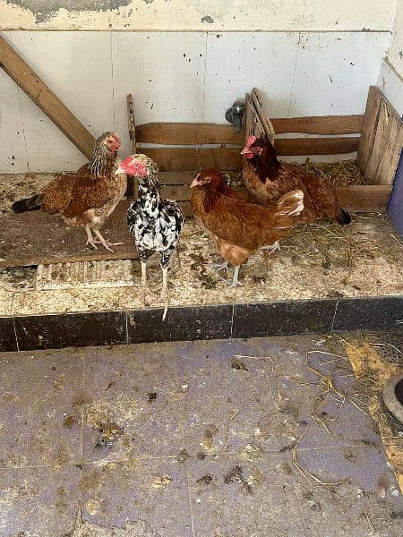 Hens for sale 7 female 1 male. 11