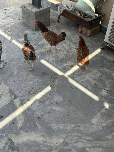 Hens for sale 7 female 1 male. 12