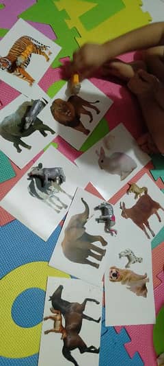 2sets of animals n flashcards