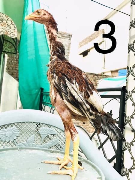 Hens | Aseel chicks | Mianwali breed | Lakha | Breeder| Heera | Lasani 2