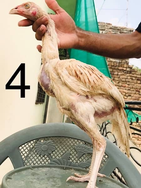 Hens | Aseel chicks | Mianwali breed | Lakha | Breeder| Heera | Lasani 3