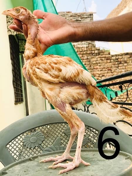 Hens | Aseel chicks | Mianwali breed | Lakha | Breeder| Heera | Lasani 5