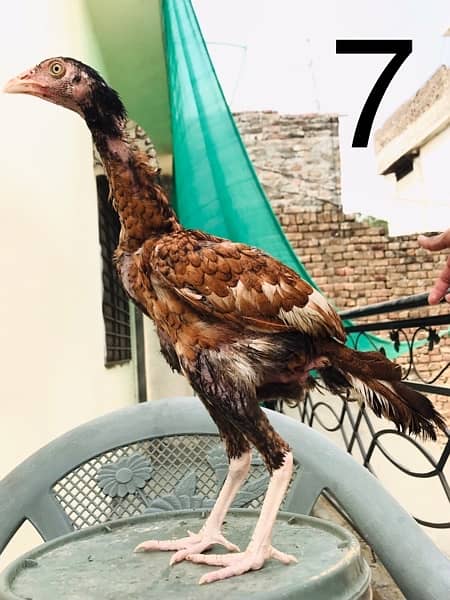 Hens | Aseel chicks | Mianwali breed | Lakha | Breeder| Heera | Lasani 6