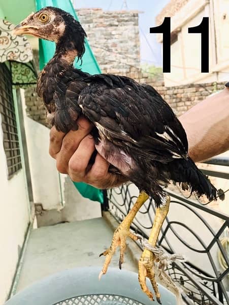 Hens | Aseel chicks | Mianwali breed | Lakha | Breeder| Heera | Lasani 10