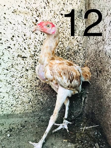 Hens | Aseel chicks | Mianwali breed | Lakha | Breeder| Heera | Lasani 11