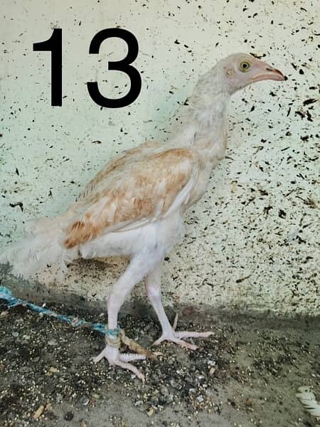 Hens | Aseel chicks | Mianwali breed | Lakha | Breeder| Heera | Lasani 12