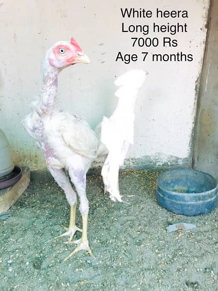 Hens | Aseel chicks | Mianwali breed | Lakha | Breeder| Heera | Lasani 13